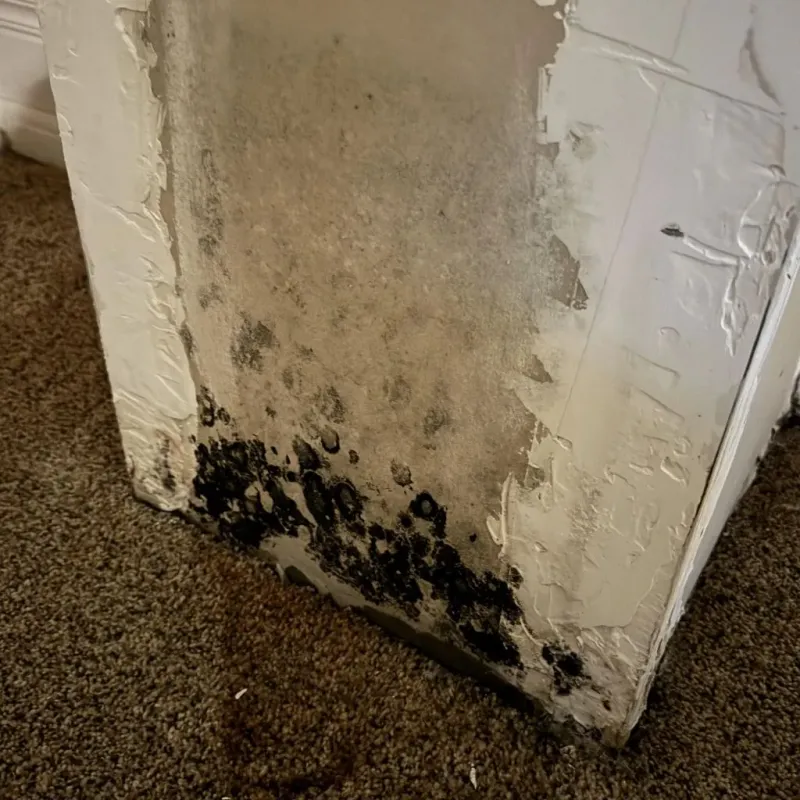 Professional Mold Removal in Granville, NY